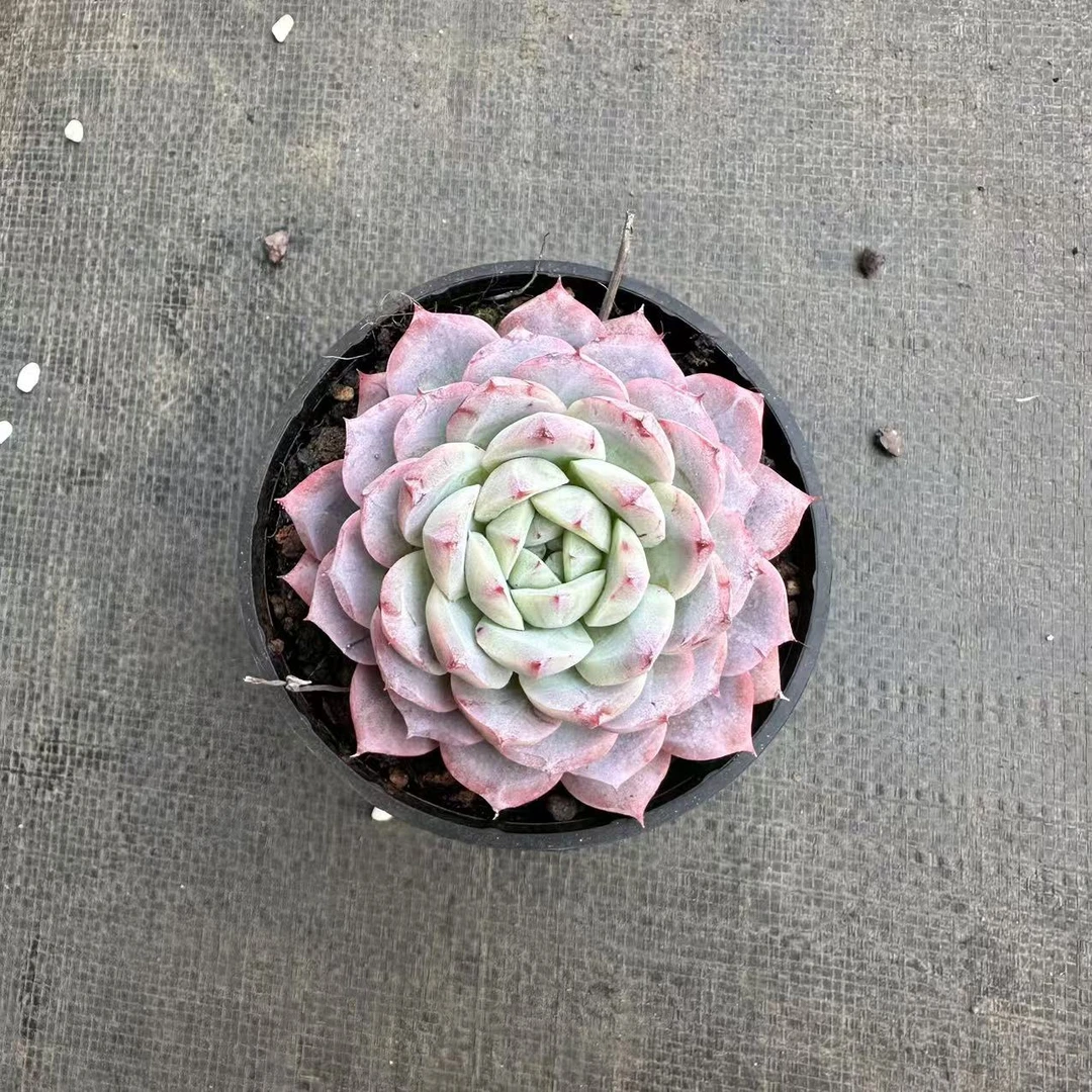 10#白娘子 多肉植物    前男友精品多肉 SM1050