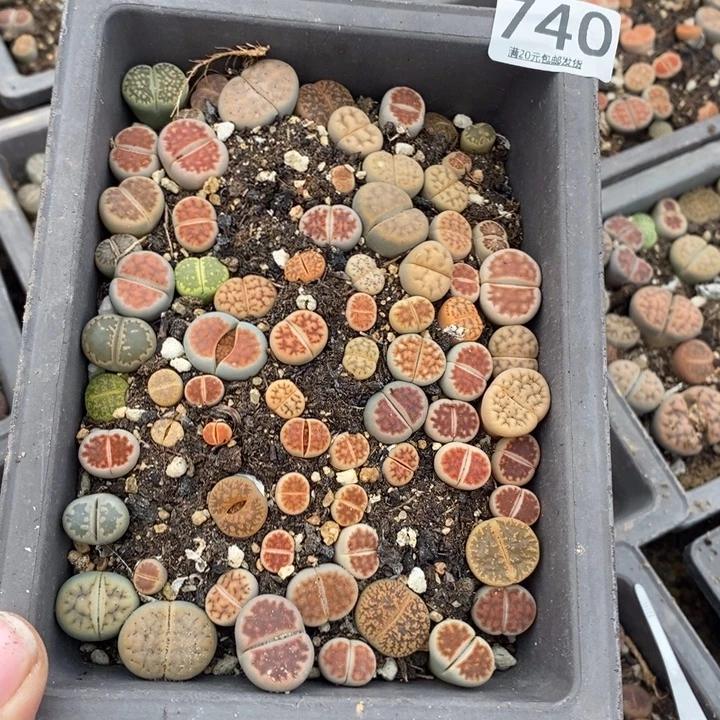 花***！生石花等植物的生长发育740