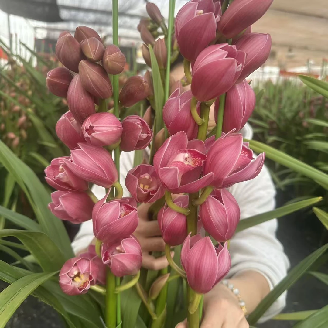 一盆花卉【英雄】带花剑大花蕙兰高端名贵兰花盆栽南北方好养