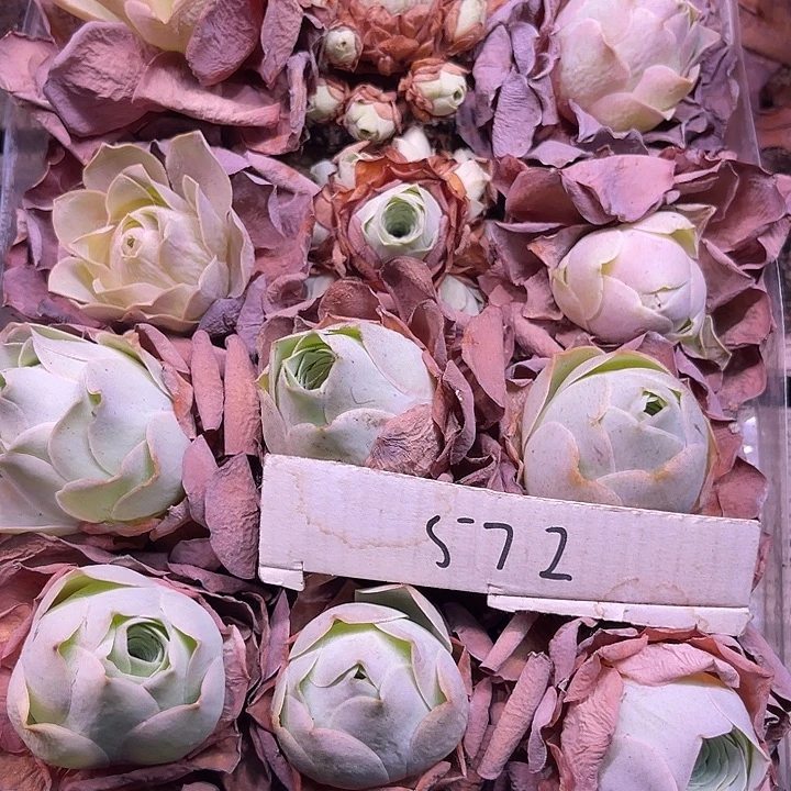 山地玫瑰572号，一物一拍12颗