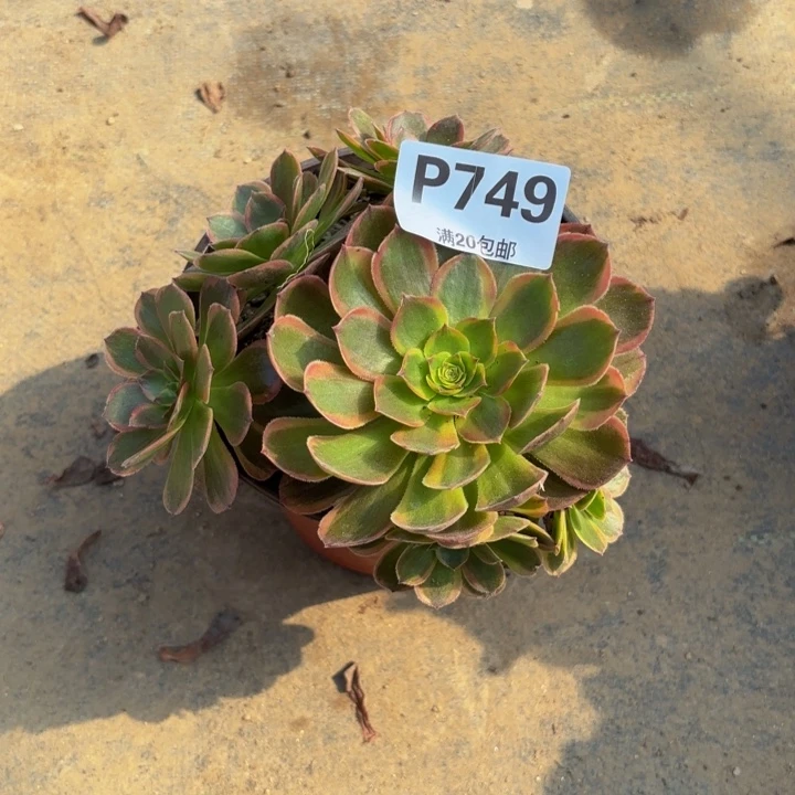 瑞妈多肉园艺749-