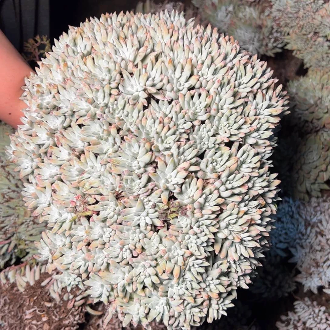 1939哈哈哈哈哈哈哈哈