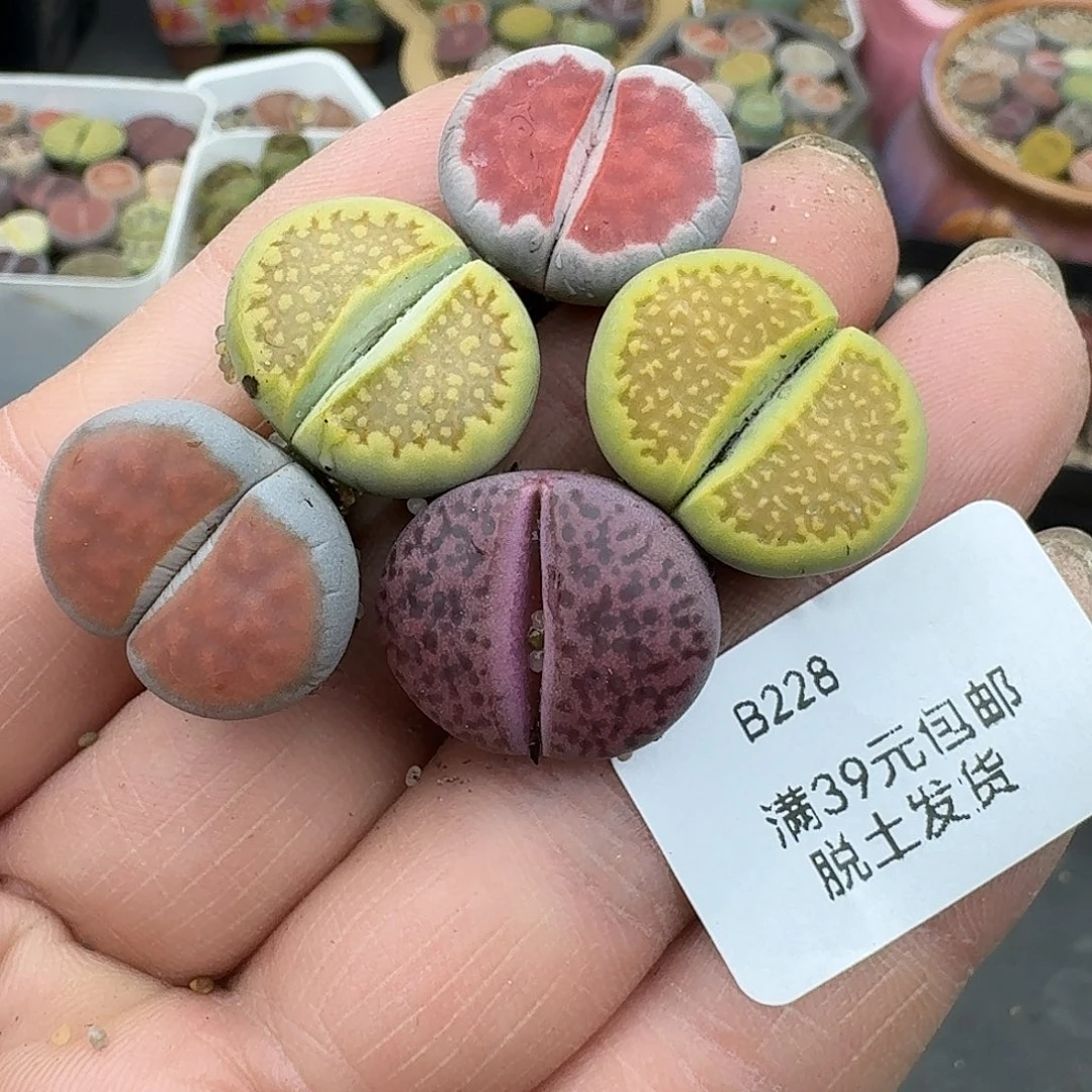 水****228多肉哈哈哈哈哈哈哈