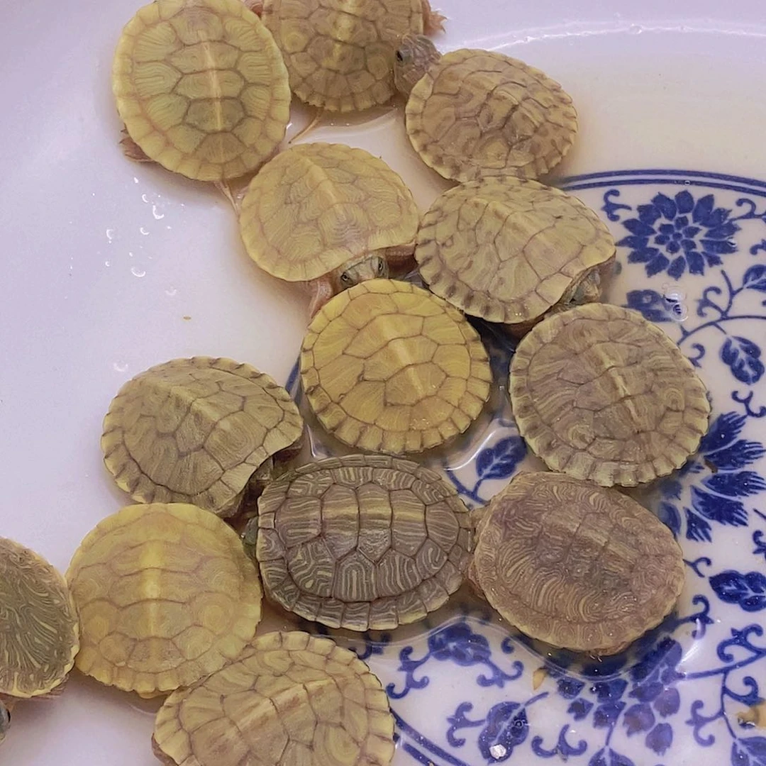 不分公母绿毛龟大黄峰变异巴西龟