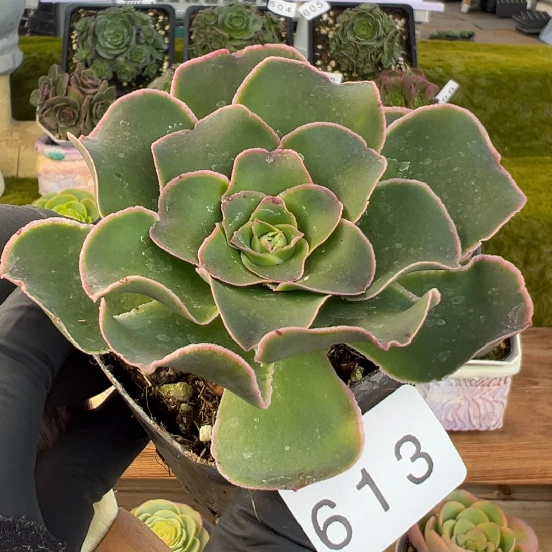 613蕾丝粉边月见6厘米