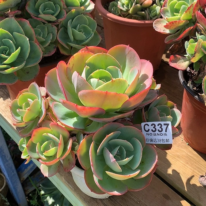 莫妮卡自然群 337 需延迟发货 跑单拉黑