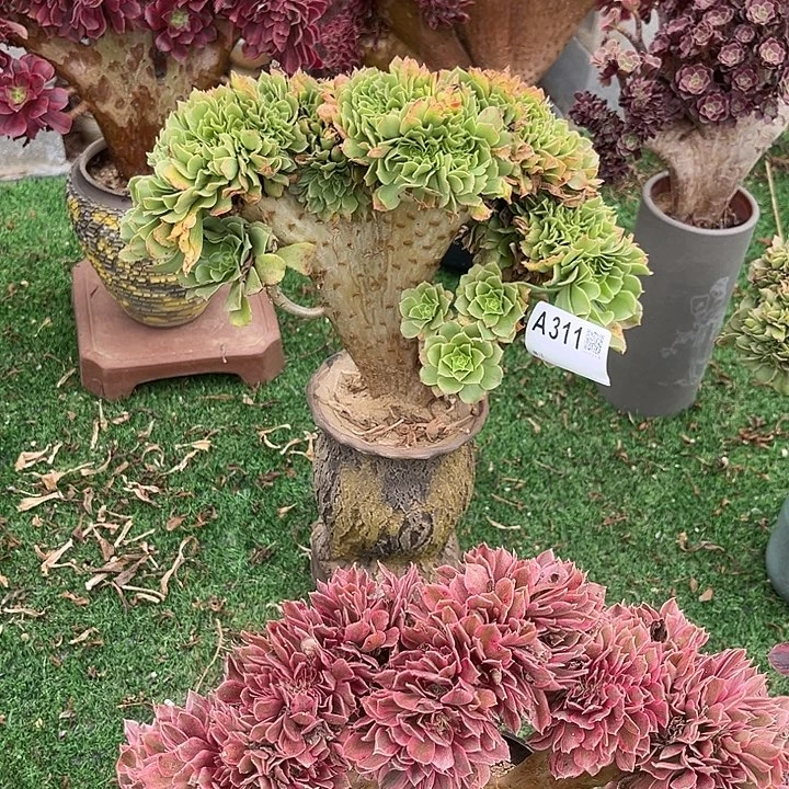 311绿羊绒缀化脱土裸根发货