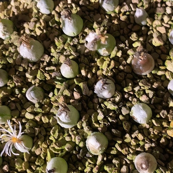 哈默灯泡一颗。