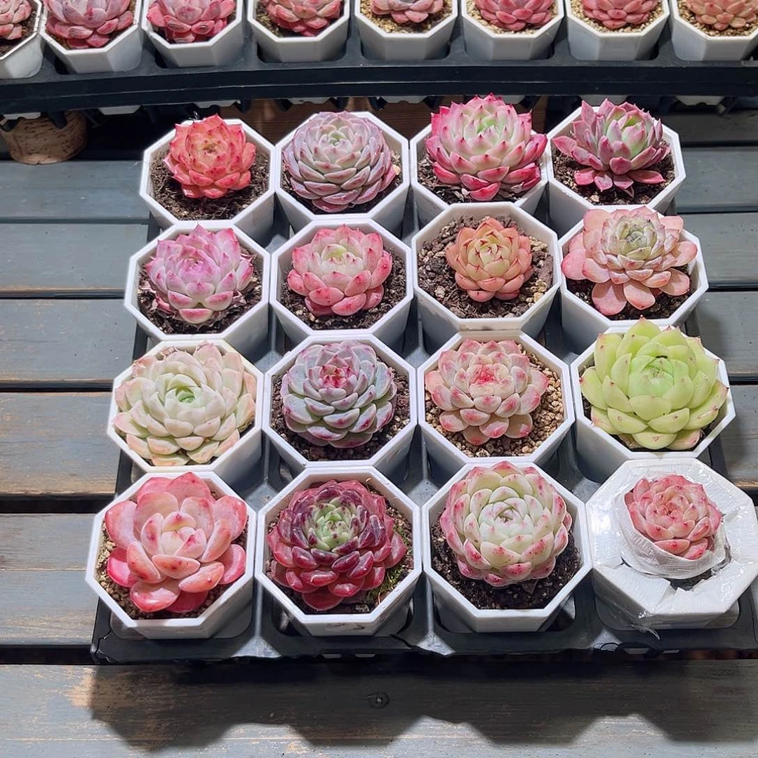 木16颗24.9 7cm口径白八角盆含盆含土量拍随机发货