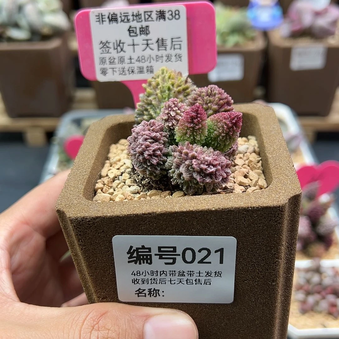 小*运021朱紫玉水泡多肉