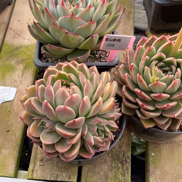 多肉直播福利-3颗289