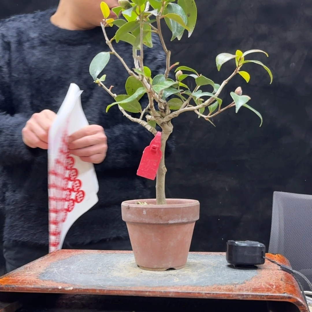 盆景不包邮顺丰到付鲸**?638