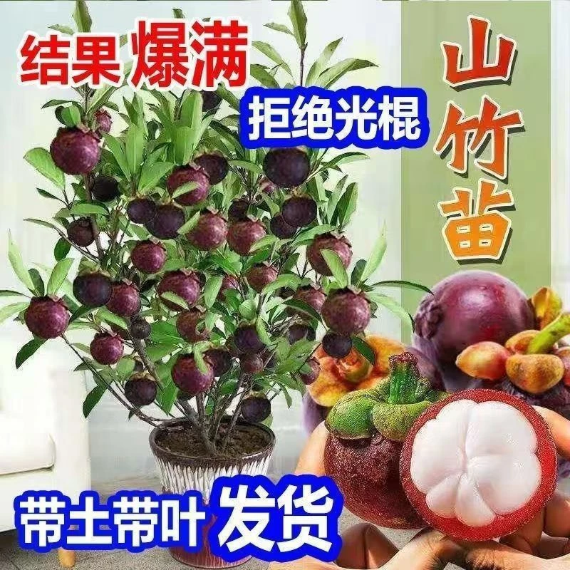 云南无籽山竹果树果苗山竹树苗南方北方种植四季盆栽地栽当年结果