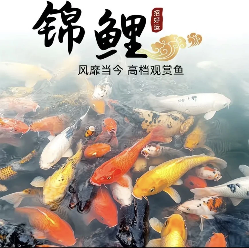 直播红色号牌21-40实际以收货标准尺寸为准锦鲤观赏鱼