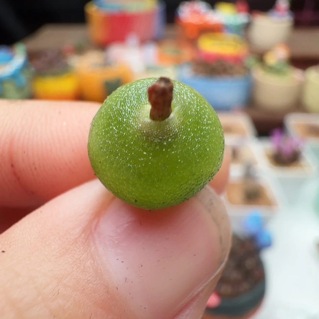 多肉植物福利风铃197