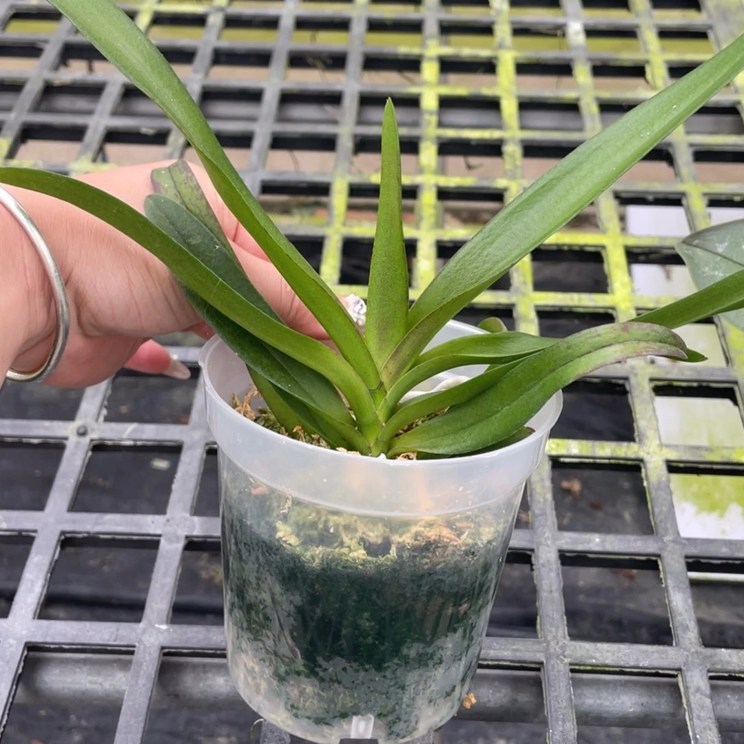 当前无花栽培后可以开花3.5蓝色梦幻苗