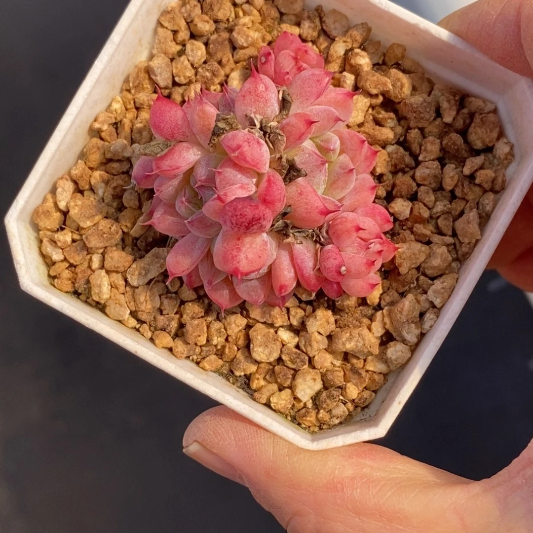 精品多肉一物一拍不包整484