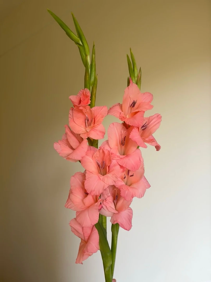 【源头一手价】 阳光粉剑兰5支/10支/20支  鲜花   基地直发