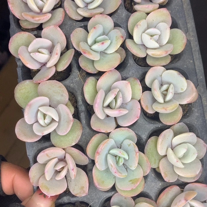 奶茶 10颗  （满9.99包邮不满9.99发空盆）