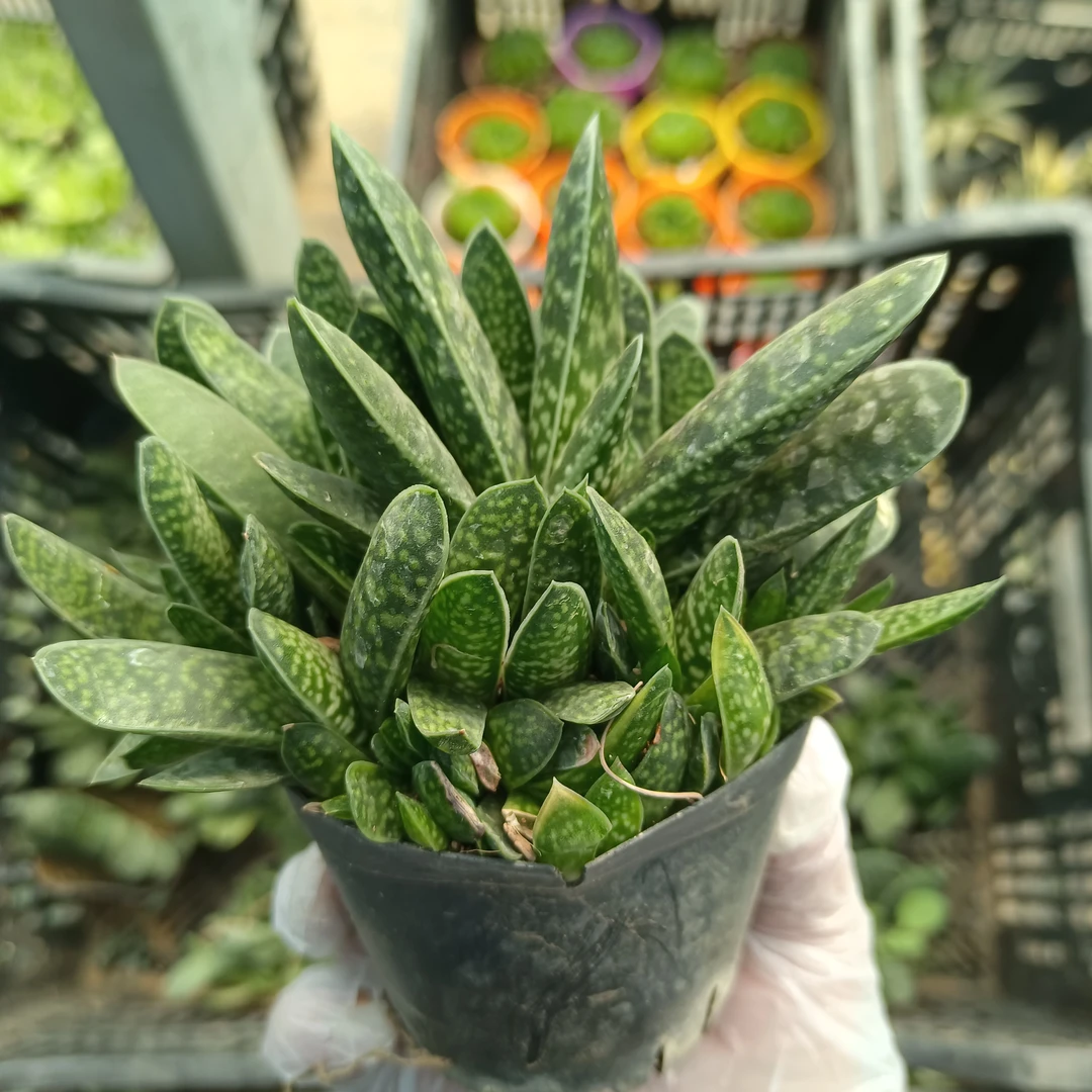 元宝子宝多肉植物招财进宝肉肉办公室桌面绿植老桩花卉盆栽防辐射