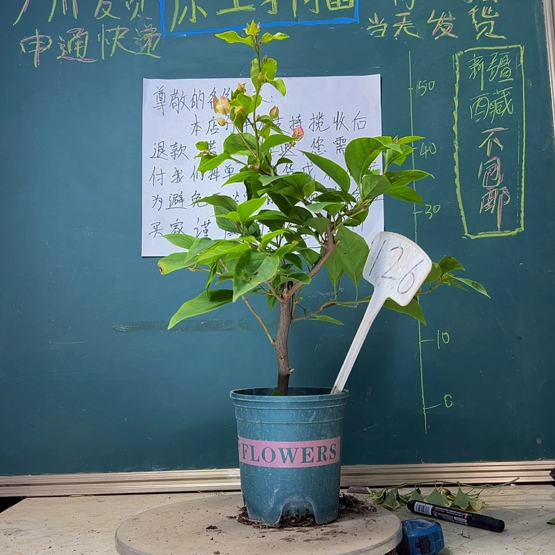 当前无花栽培后可以开花漳红樱126