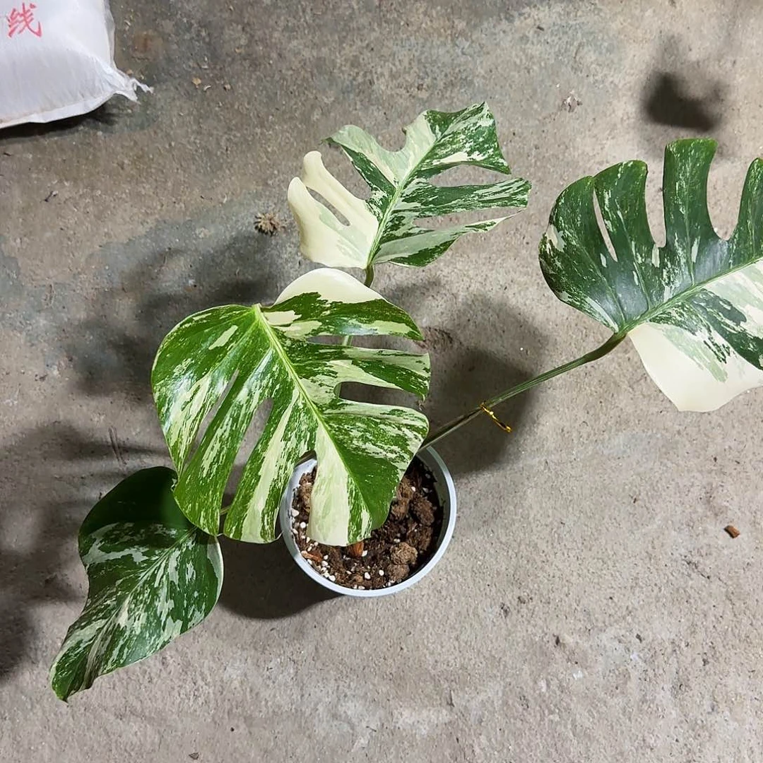 无花朵松**式白锦龟背竹一物一拍