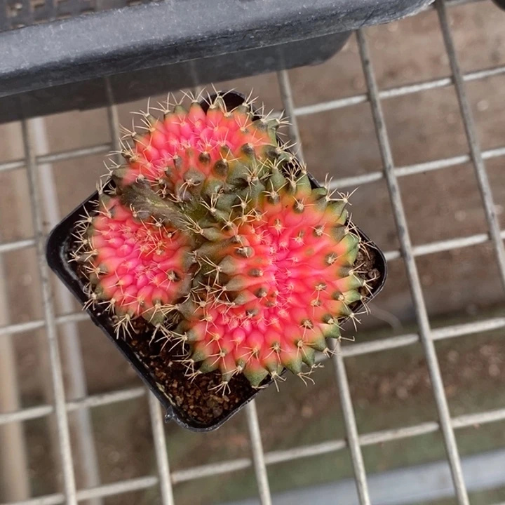 伯克利和格兰的故事也