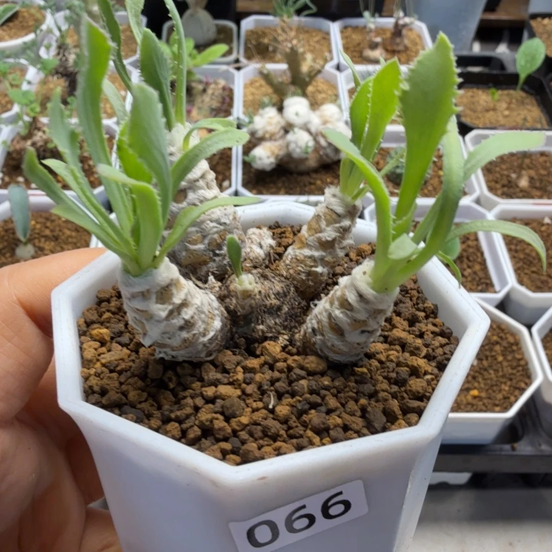 刨花厚墩菊066 仙人球