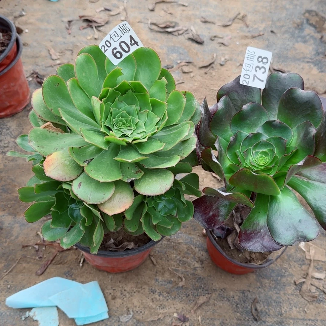 多肉604+738满20包邮断枝不包