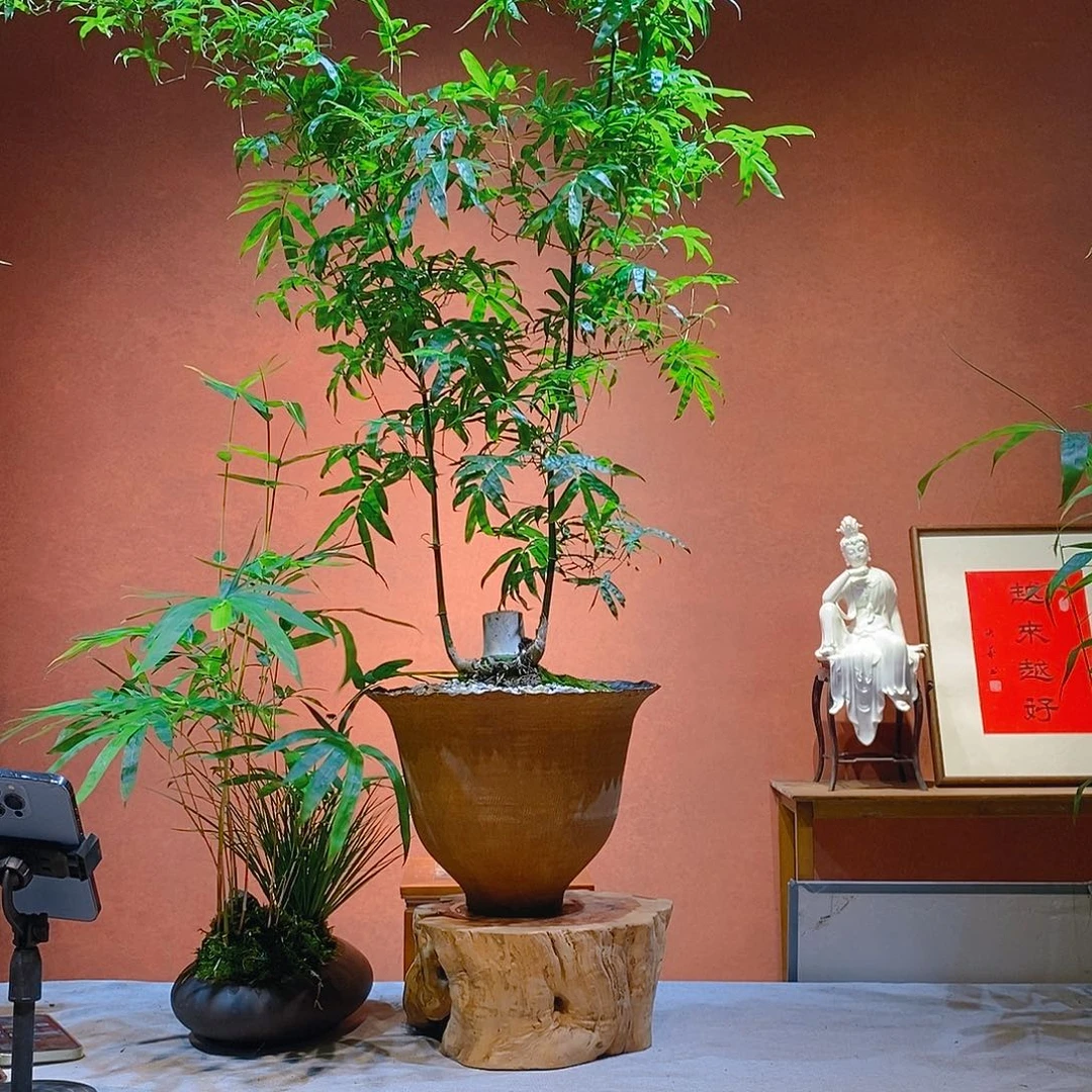 寒***晓无花朵老桩精品竹盆景作品