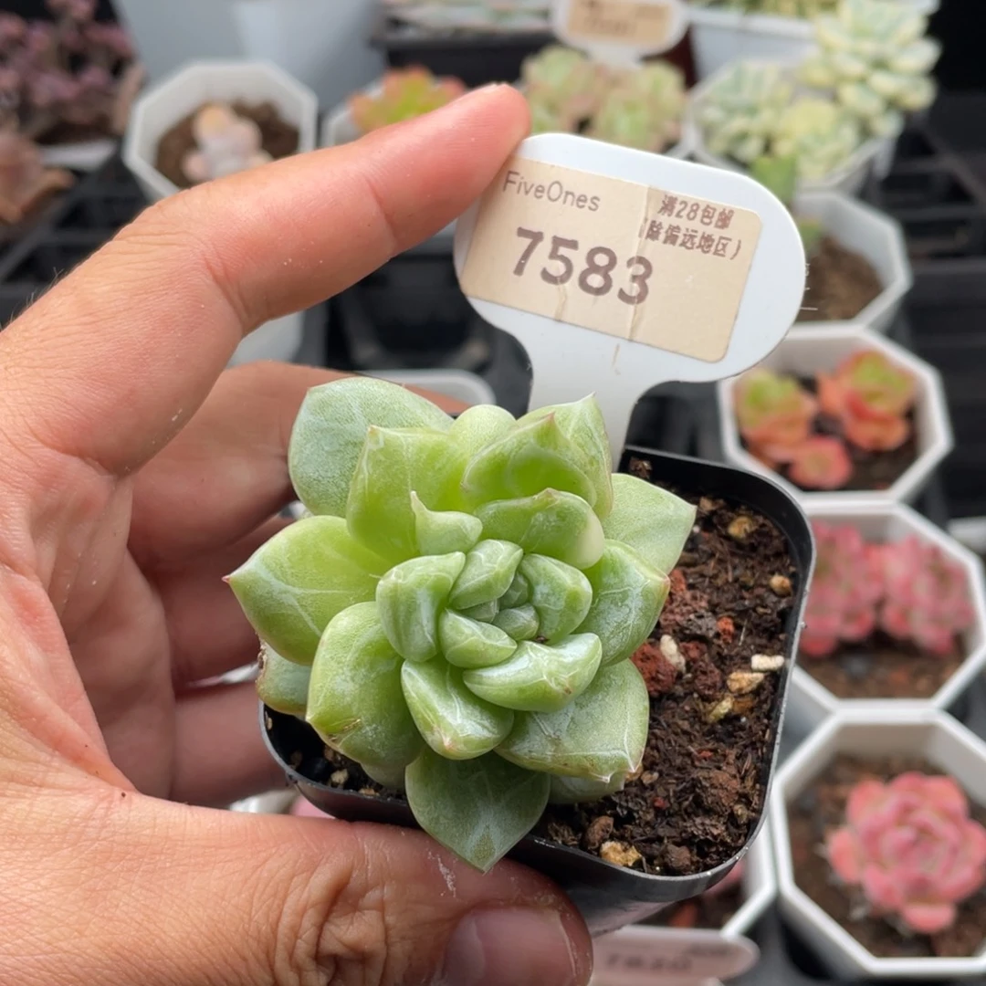 爱马仕7583-5.5厘米