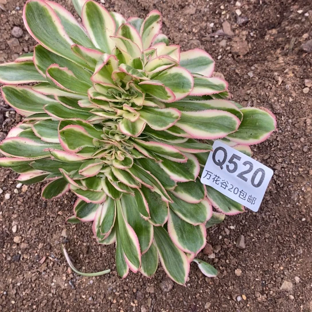 520燕姿锦缀多肉植物