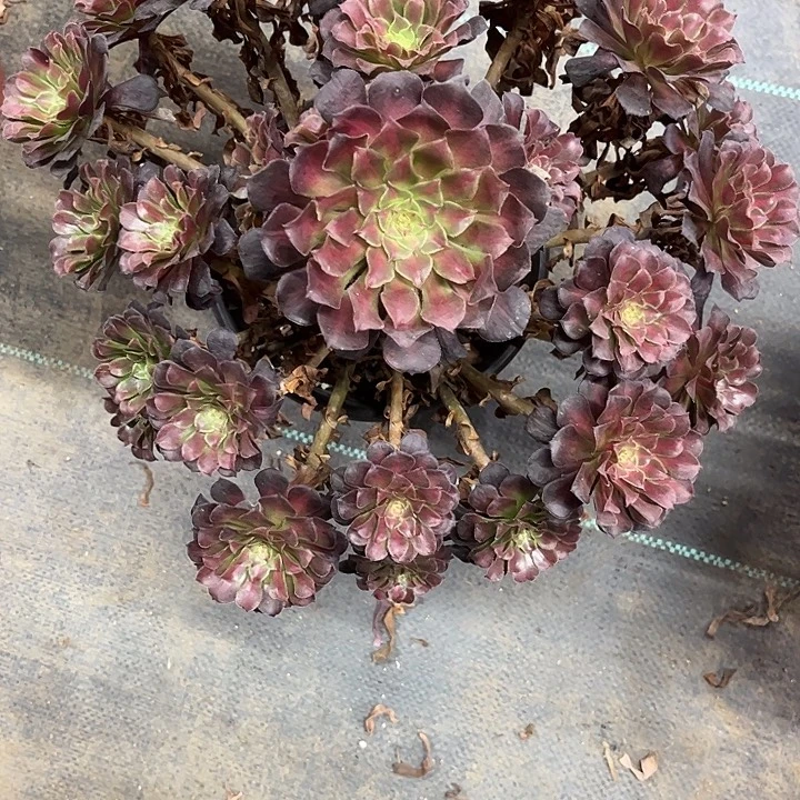 多肉植物铜壶中班锦…………