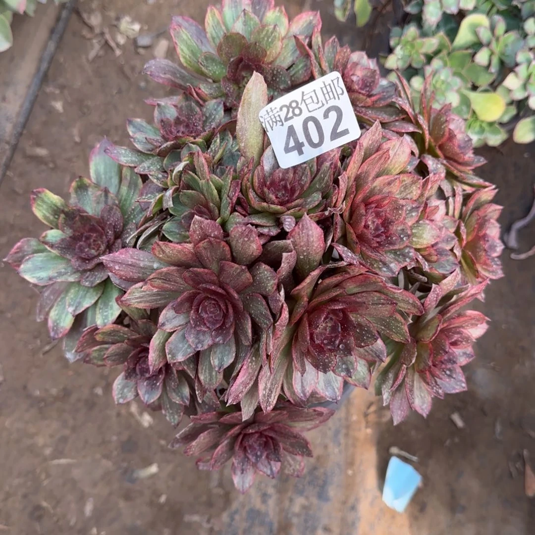 红丝绒多肉402满28包邮断枝不包瑕疵断枝