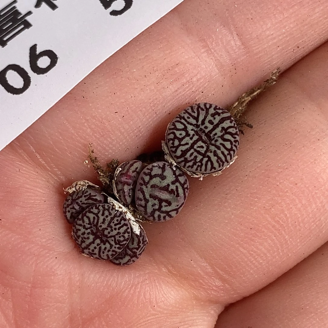 0906-5-福利超墨。