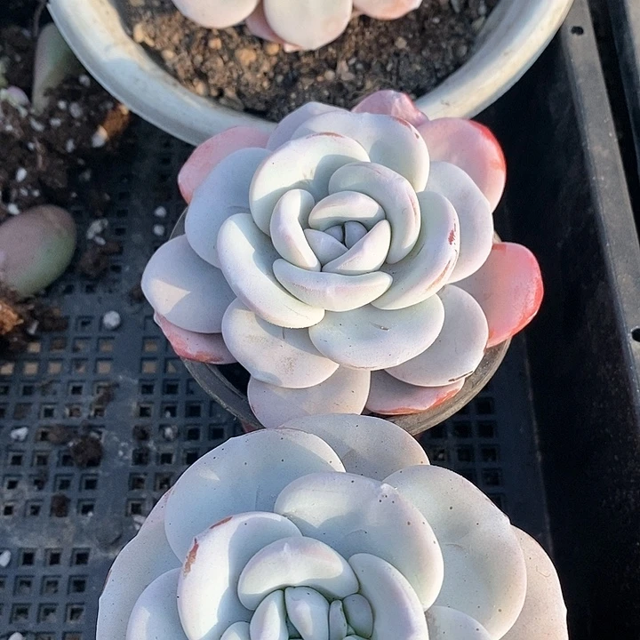 漂**?18-62好一物一拍due