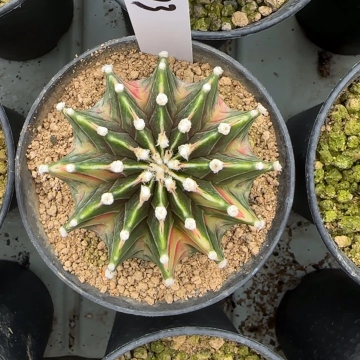 73-0208脱土发多肉