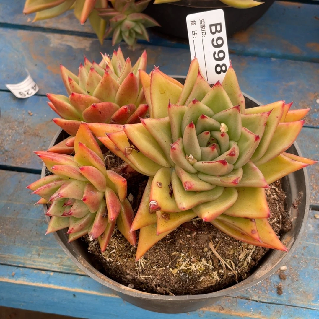 无花朵若如东云单拍B998