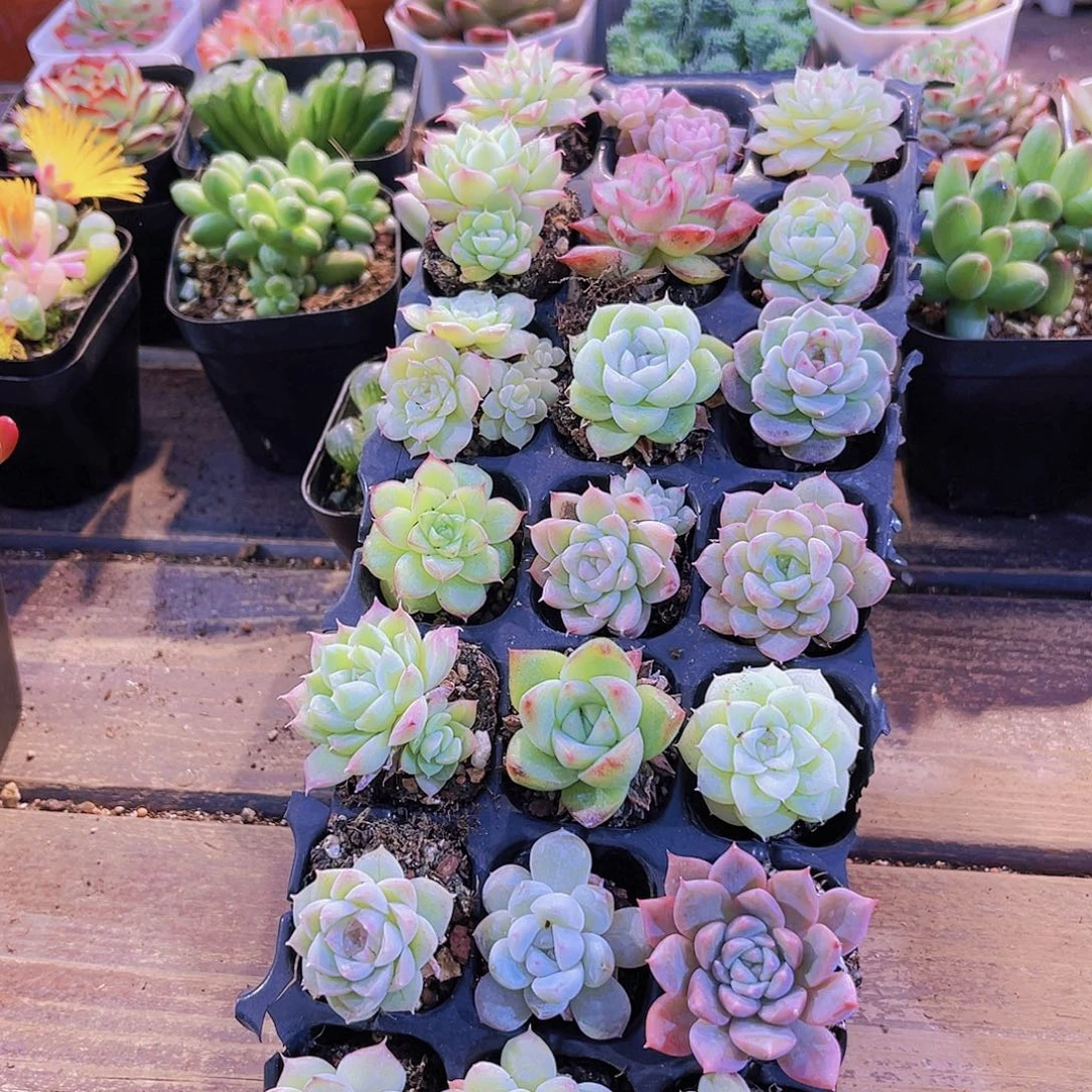 21颗新手套餐带盆土