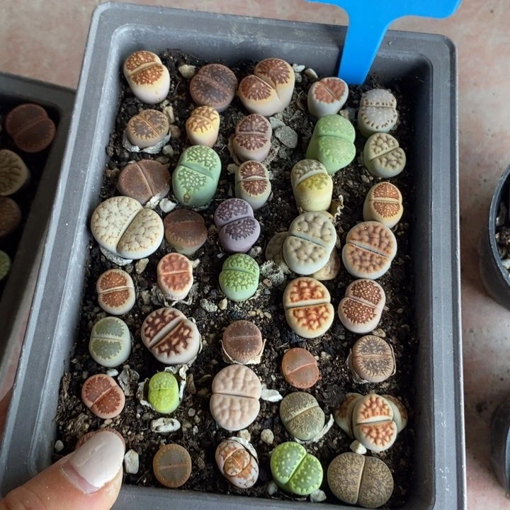 Y**i生石花小苗040