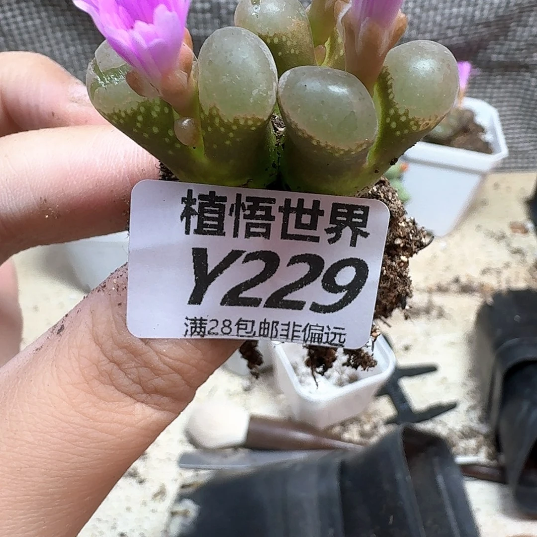 多肉植物的人生历程个gh