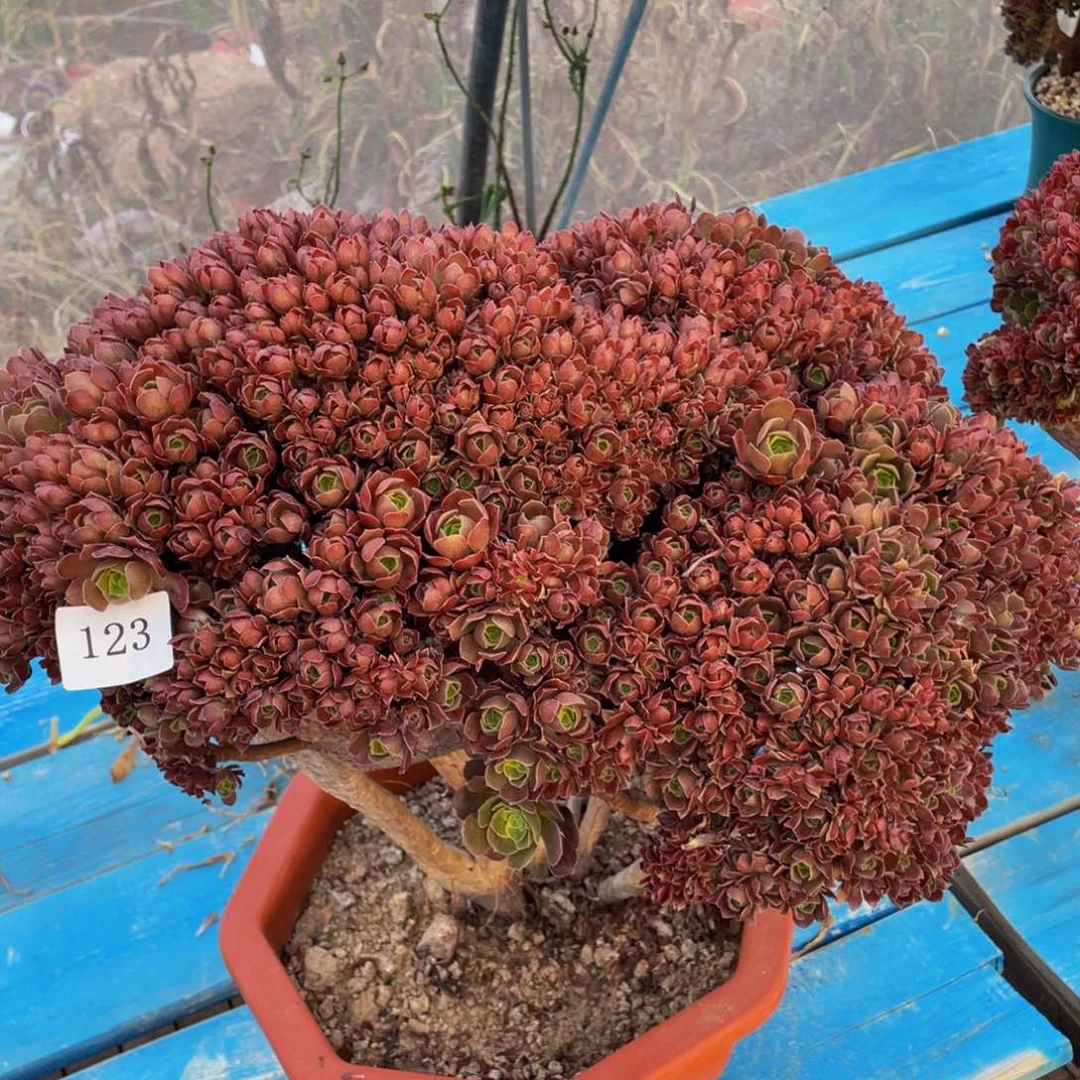 123号玫瑰朵朵有伤