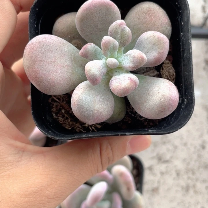 一物一拍油煎满18包邮