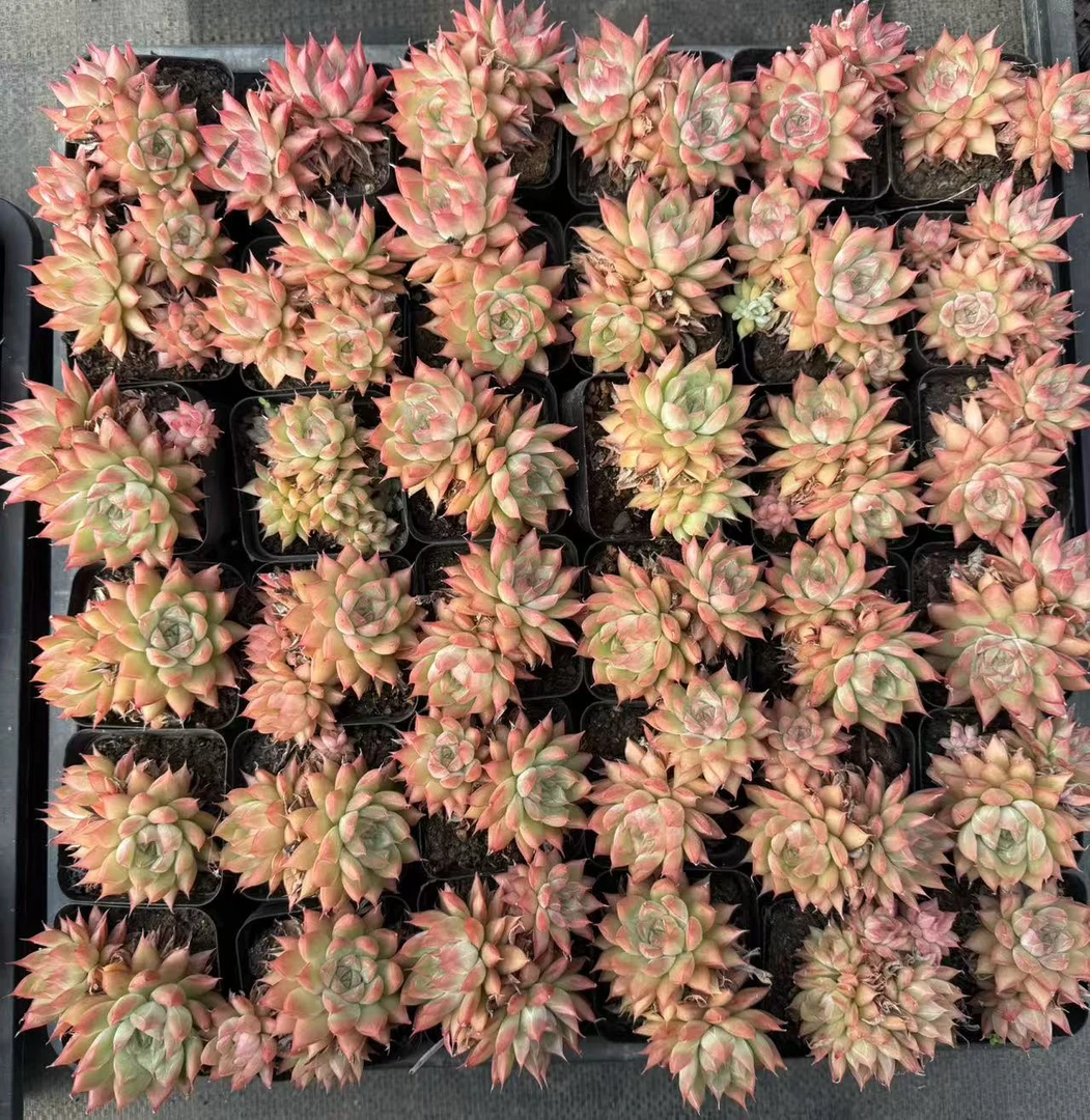 7#海王多头 前男友精品多肉 SM0929