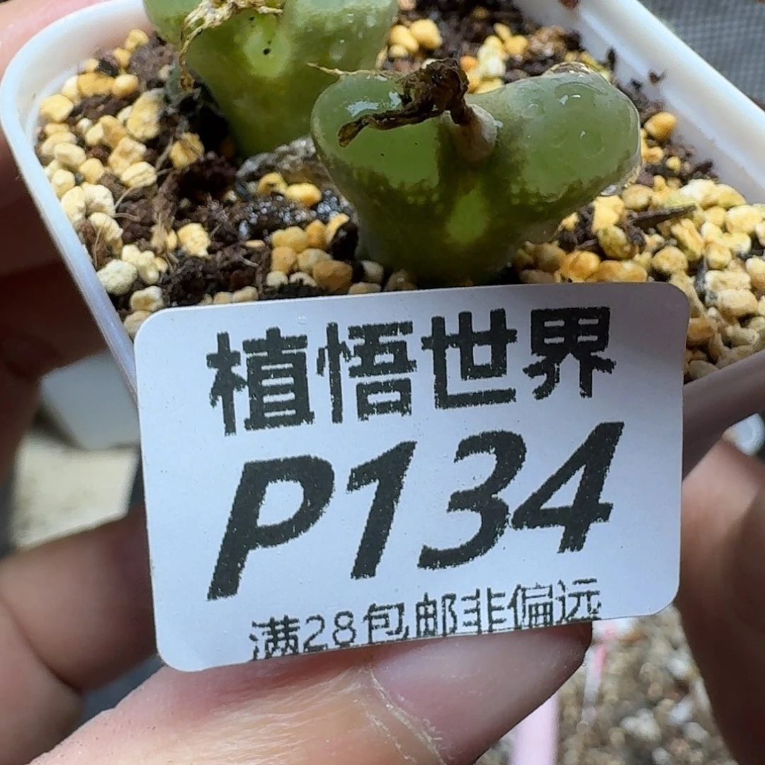 多肉植物的人生ghjk