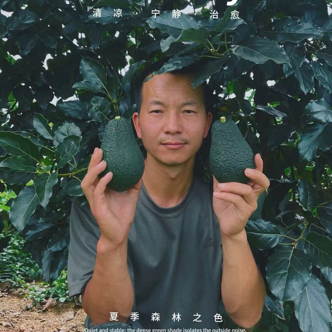 哈斯巨无霸新鲜牛油果即食熟果营养丰富适合宝宝辅食