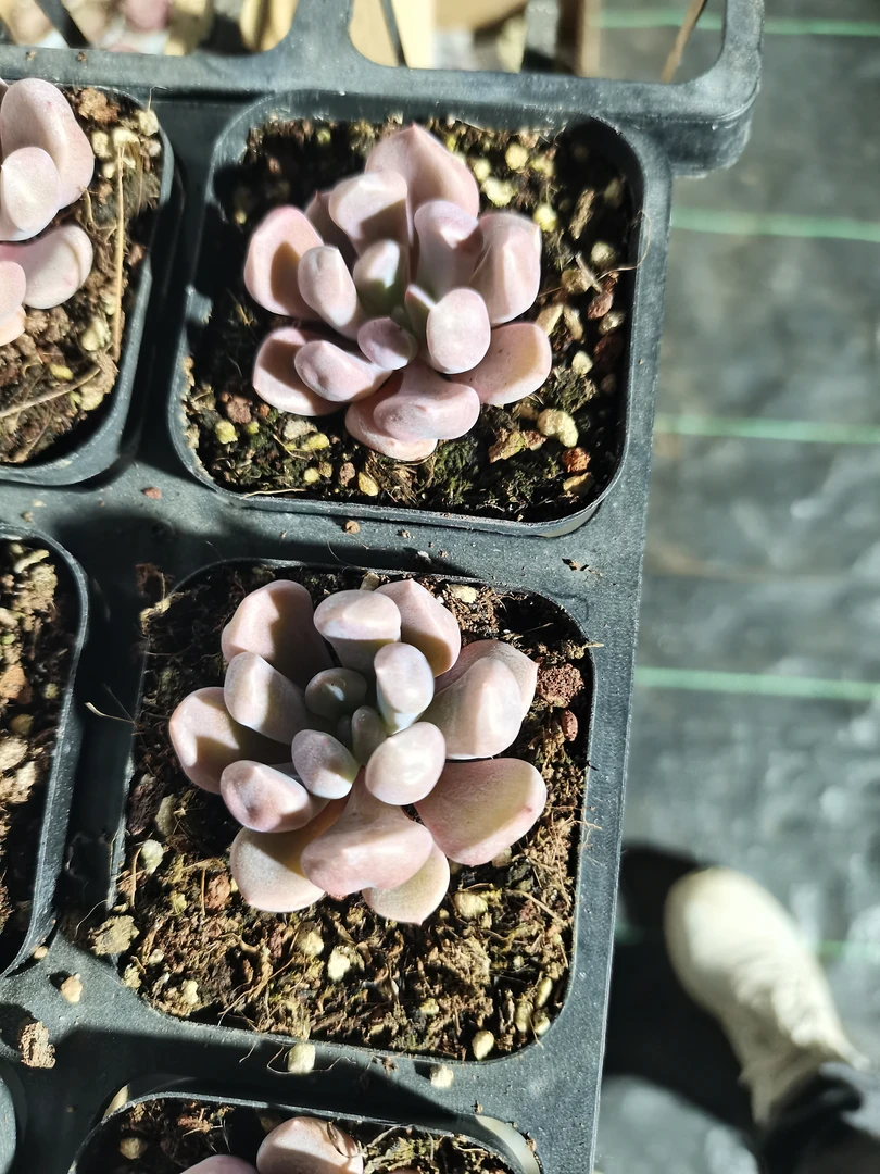 精品多肉植物丘比特