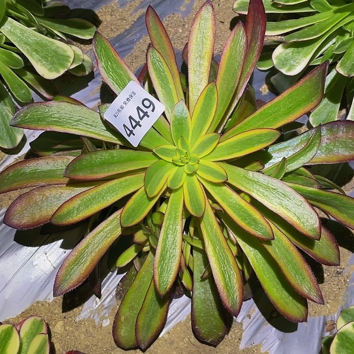 4449金 沙多肉植物