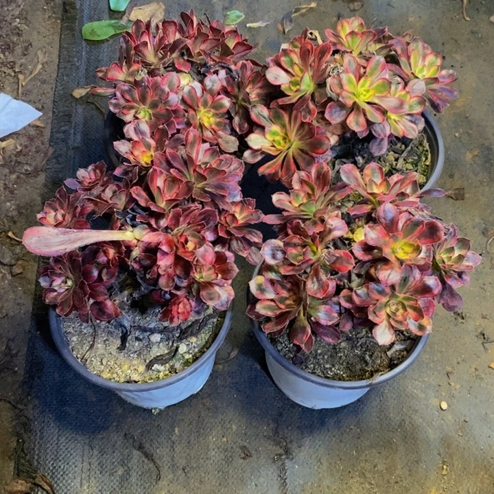 4盆多肉断头不包2904