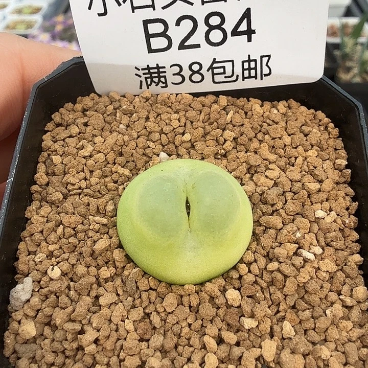 拉登2.1厘米 带盆发